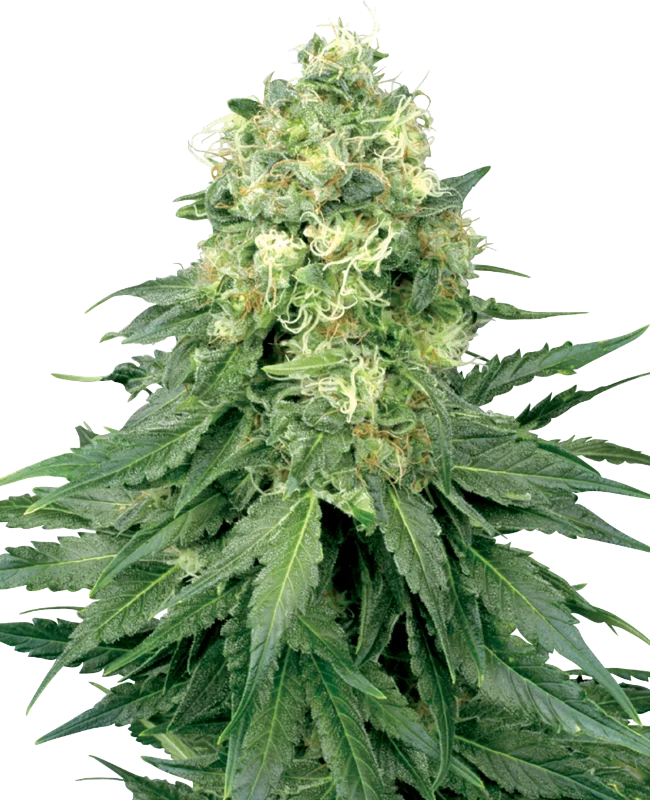 White Widow van White Label