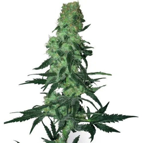 Amnesia White van White Label