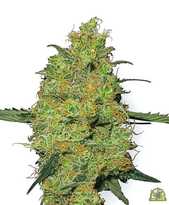 Master Kush van White Label