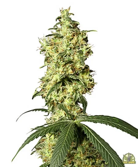 White Widow van White Label
