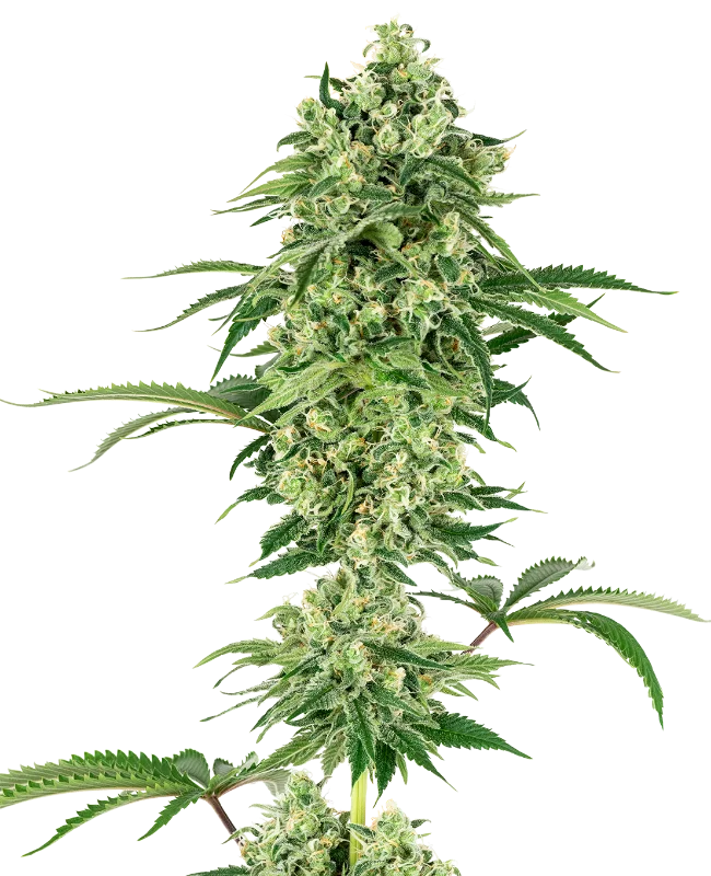 Nicole Hindu Kush van White Label