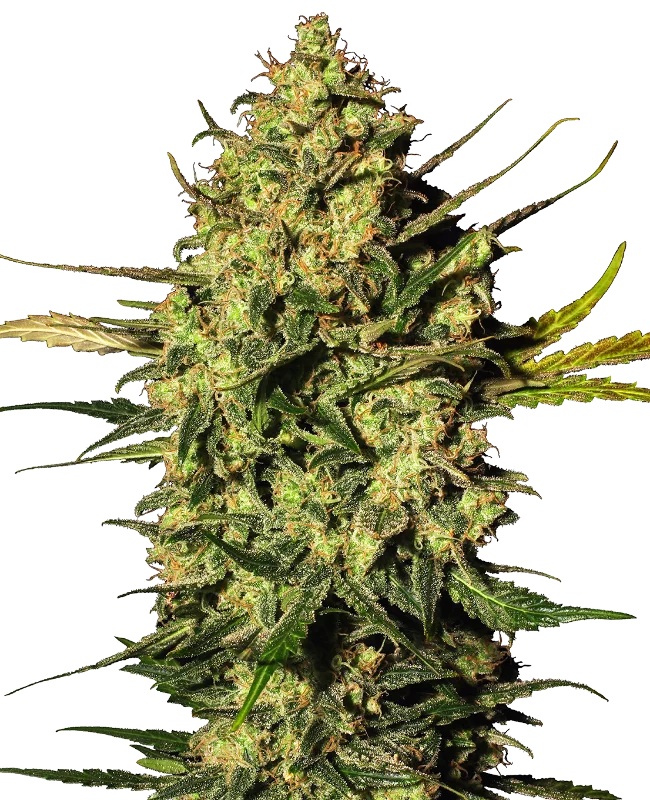 Master Kush van White Label