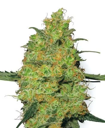 Master Kush van White Label