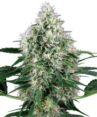 Pure Power Plant van White Label