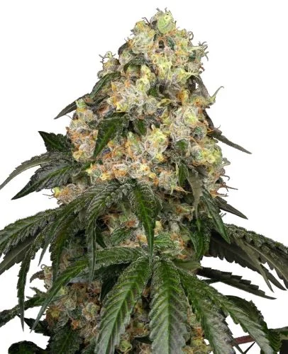 White Biscotti OG XXL van White Label