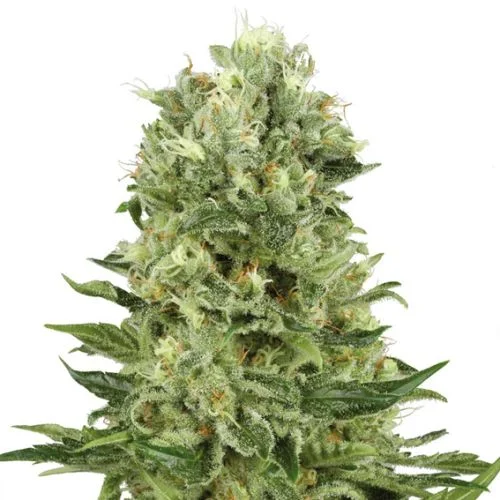 Skunk #1 van White Label