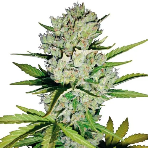 Super Skunk van White Label