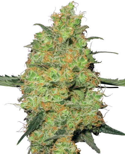 Master Kush van White Label