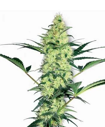 White Diesel van White Label