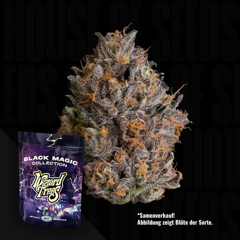 Black Bow van Wizard Trees