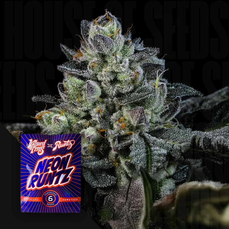 Neon Runtz van Wizard Trees
