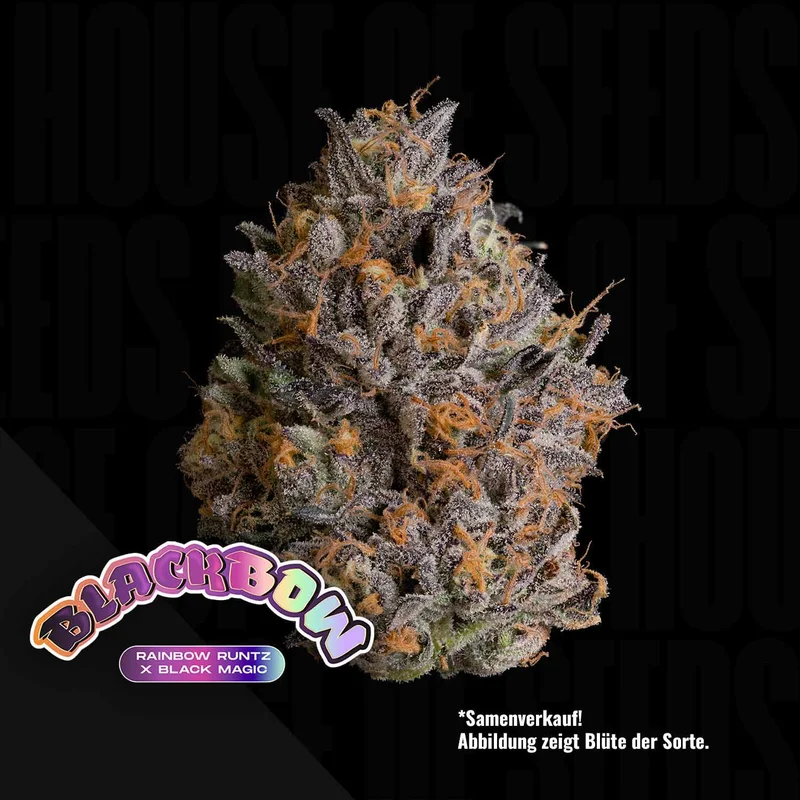 Black Bow van Wizard Trees