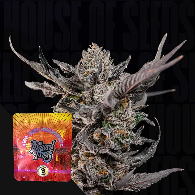 Knightcap van Wizard Trees