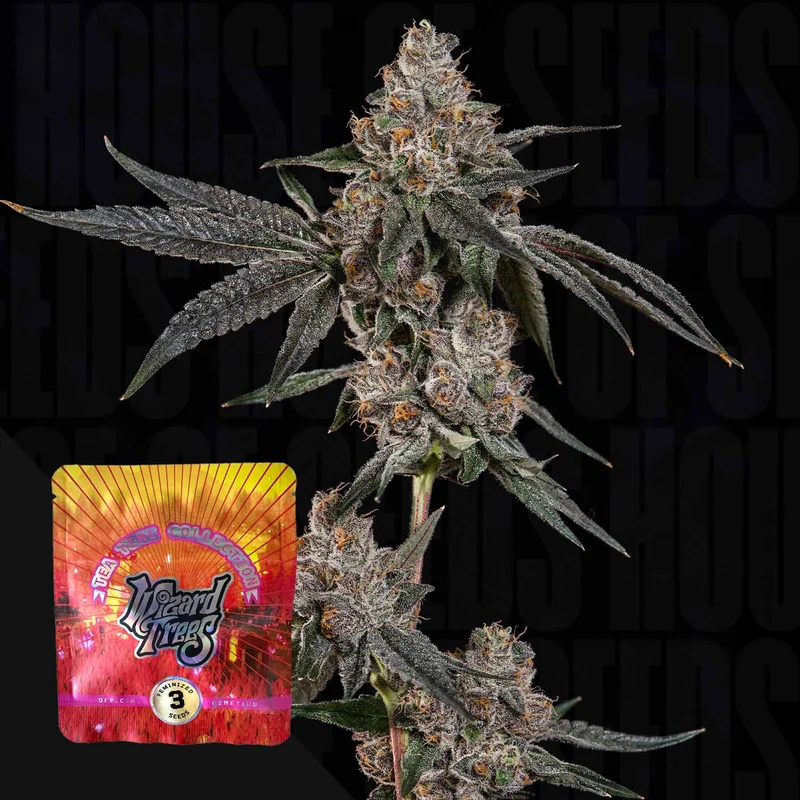 Grand Prixx van Wizard Trees