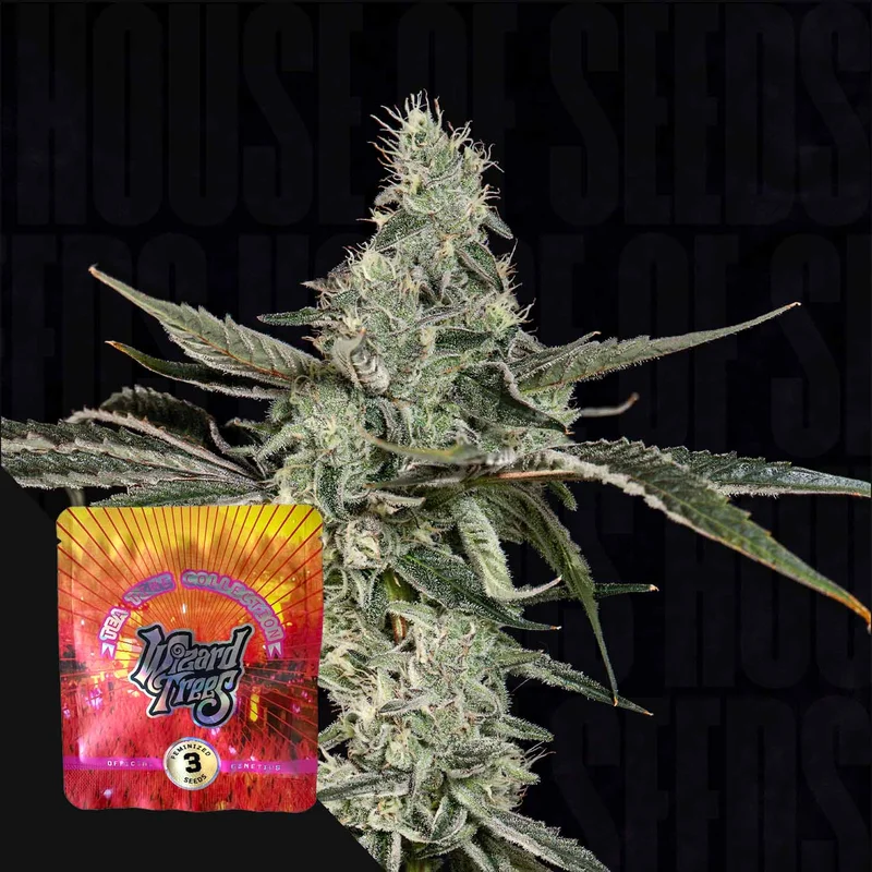 London Fog van Wizard Trees