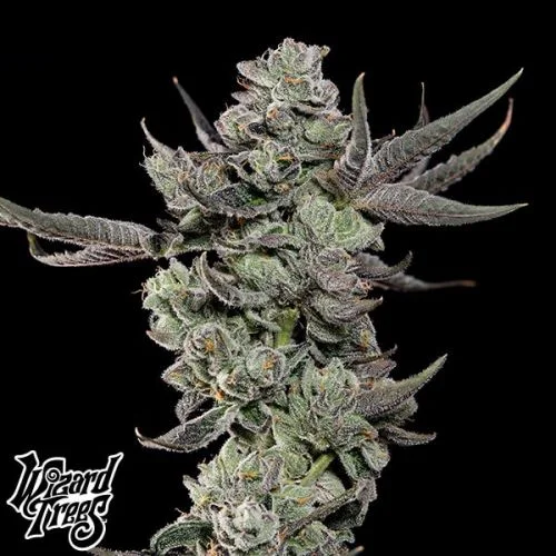 Cali Tings van Wizard Trees