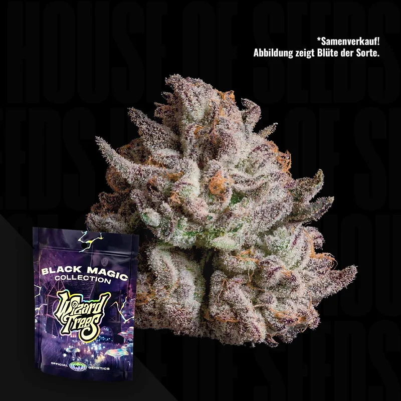 Voodoo van Wizard Trees