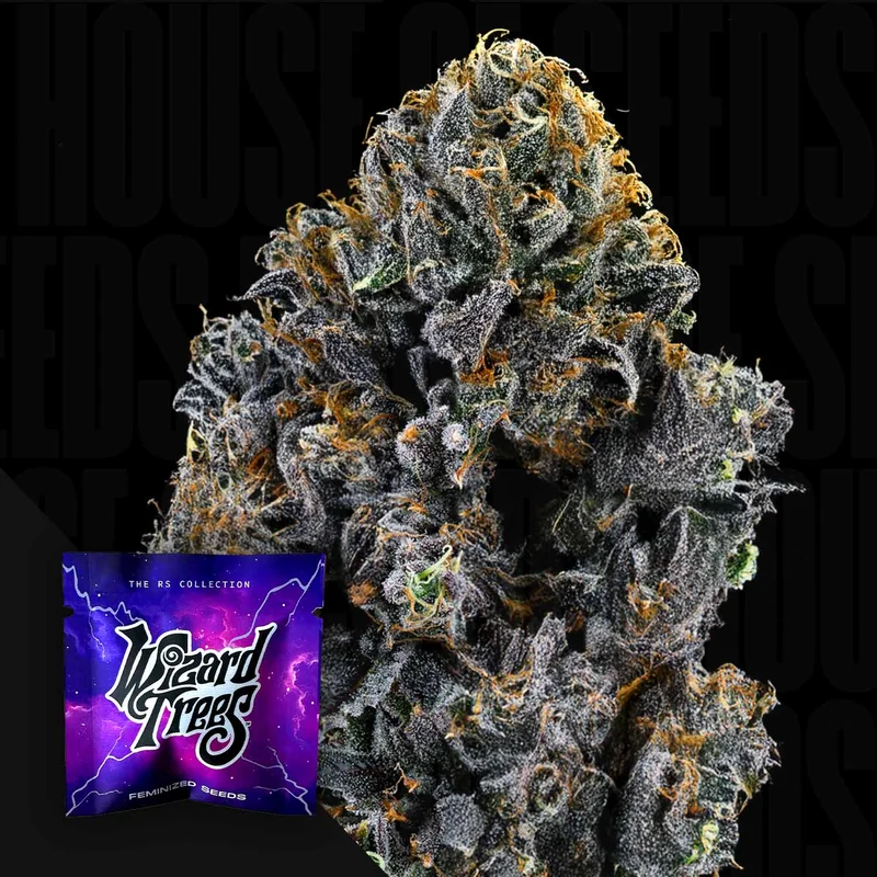 Big Z van Wizard Trees