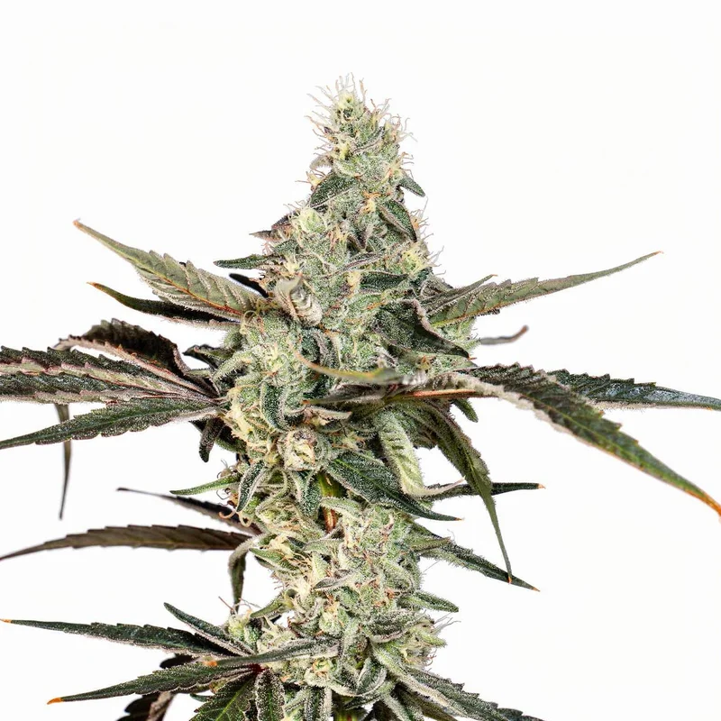 London Fog van Wizard Trees