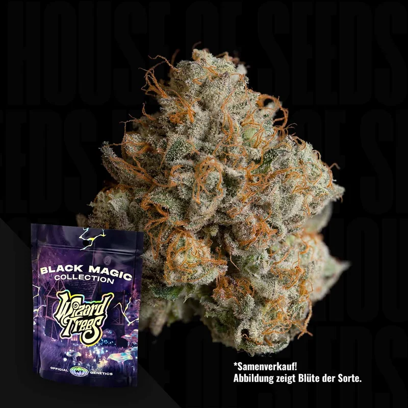 Night Ritual van Wizard Trees