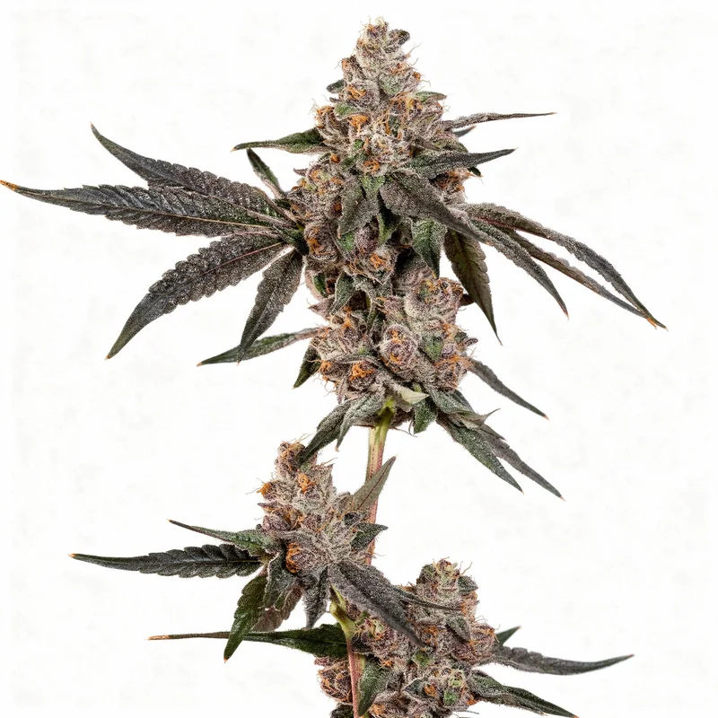 Grand Prixx van Wizard Trees