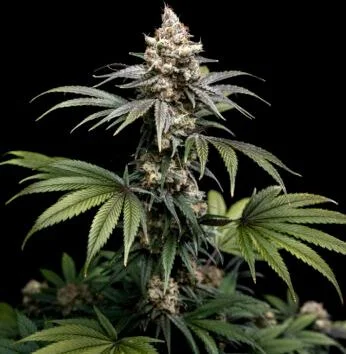 Tropic Gem van World Breeders