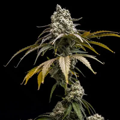 Cherry Crush van World Breeders