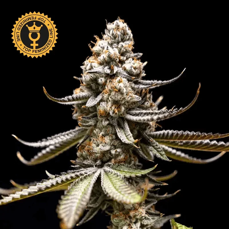 Pink Truffle van World Breeders