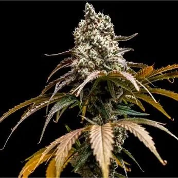 Cherry Crush van World Breeders