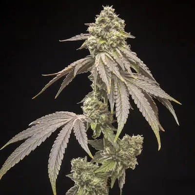 Tropical Kush Fuel van World Breeders