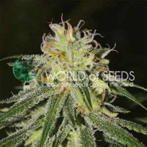 Amnesia van World of Seeds