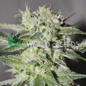 Pakistan Valley van World of Seeds