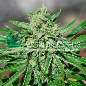 CBD Tonic van World of Seeds
