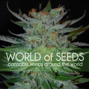 New York 47 van World of Seeds