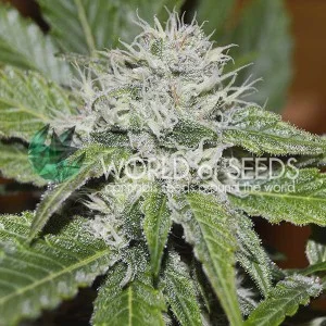 Amnesia Ryder van World of Seeds