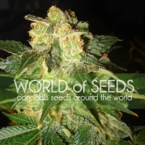 Pakistan Ryder van World of Seeds