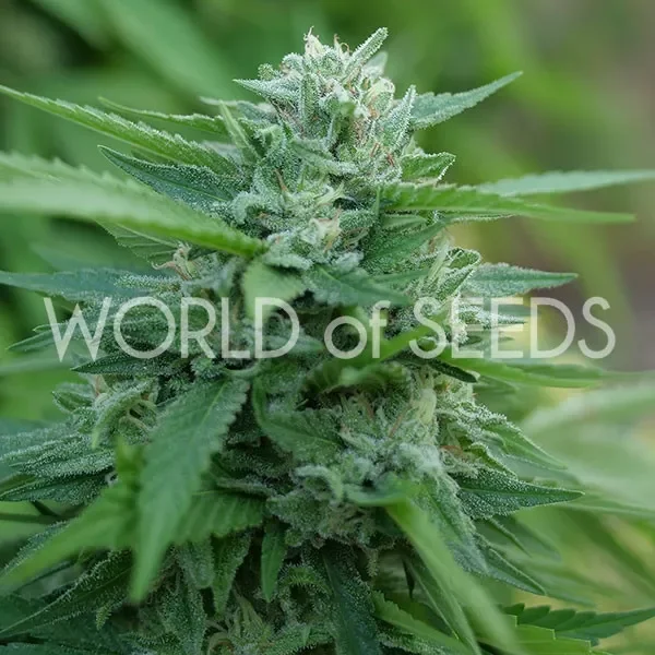 Mongolian THC Free van World of Seeds