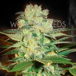 Afgan Kush x White Widow van World of Seeds