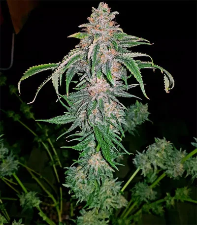 Afghan Kush Early Harvest van World of Seeds