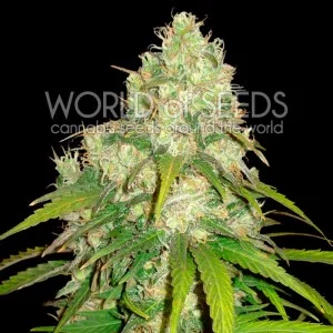 Afghan Kush x Yumbolt van World of Seeds