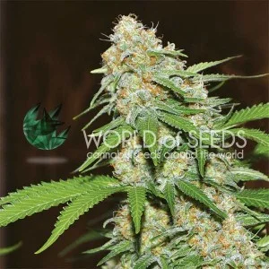 Mazar X White Rhino van World of Seeds