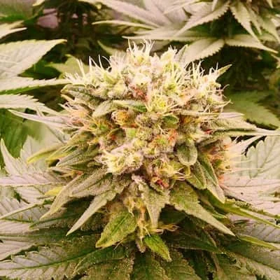 Harlequeen THC FREE van World of Seeds