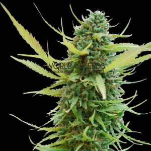 Colombian Gold van World of Seeds