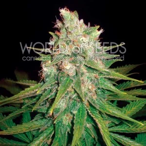 Mazar x Great White Shark van World of Seeds