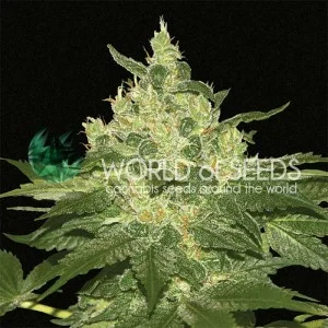 Afghan Kush van World of Seeds
