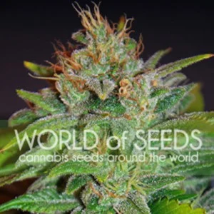 Skunk 47 van World of Seeds