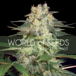 Afghan Kush Ryder van World of Seeds