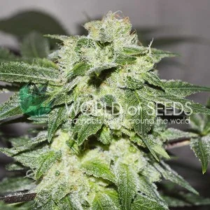 Chronic Haze van World of Seeds