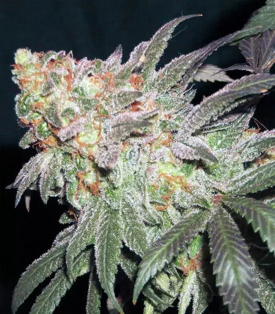 Afghan Kush Early Harvest van World of Seeds