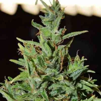 Neville Haze van World of Seeds